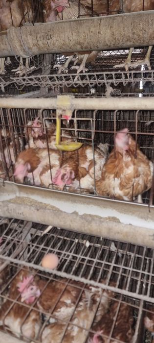Куры нисушки продам