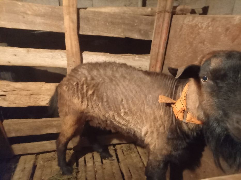 Альпийски теке сатылады 2 жас