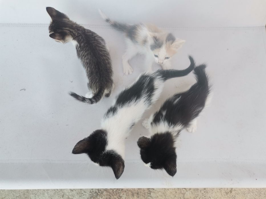 3 motani și o pisicuță spre adopție