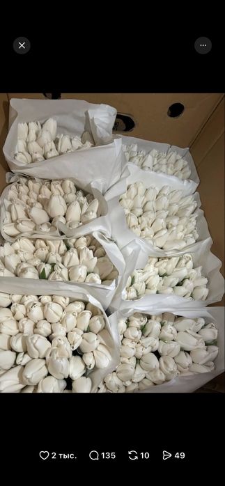 Тюлпаны оптом 650тг с луковицой