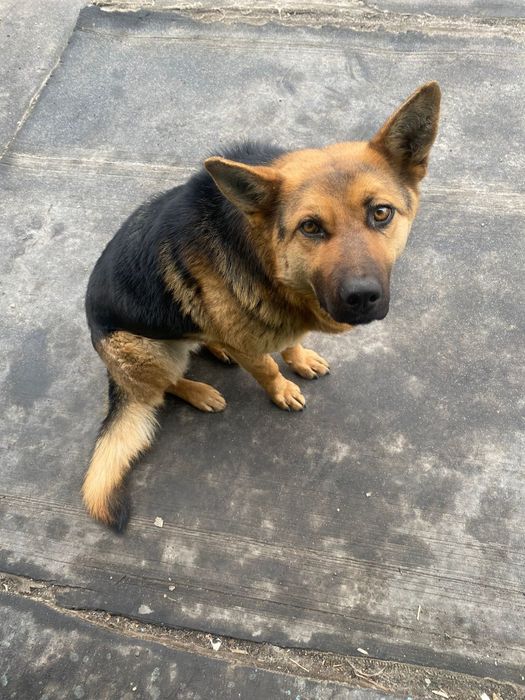 Отдам овчарку в добрые руки