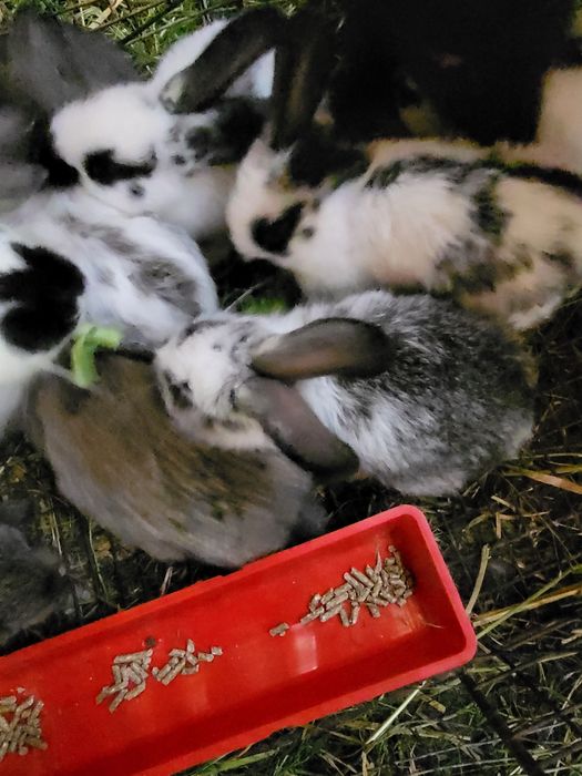 Iepurași mici - Preț Mic