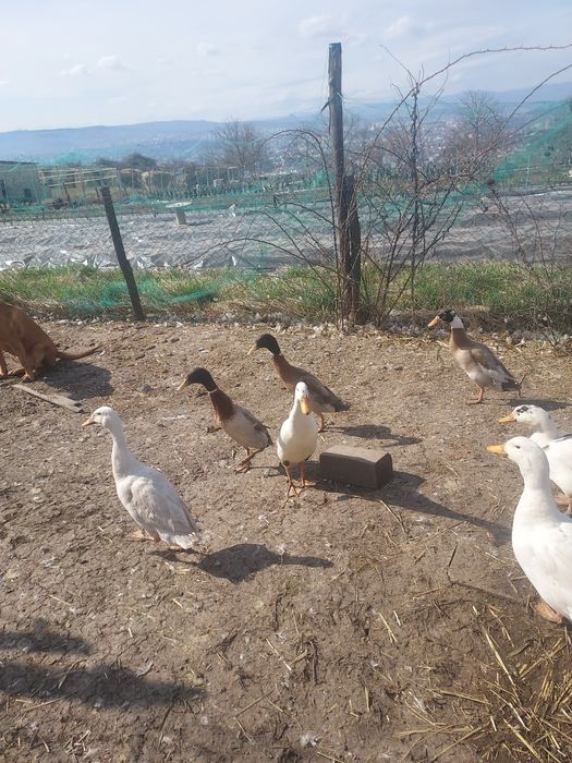 Ratoi indiana alergatoare