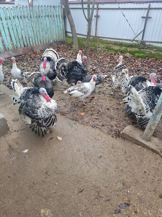 Curci și curcani de vanzare