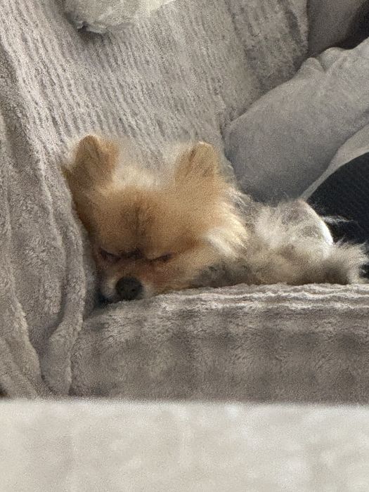 Отдам померанского шпица в хорошие руки