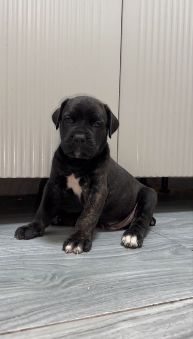 Щенки Кане корсо