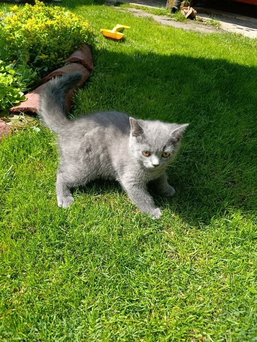 Британски котета