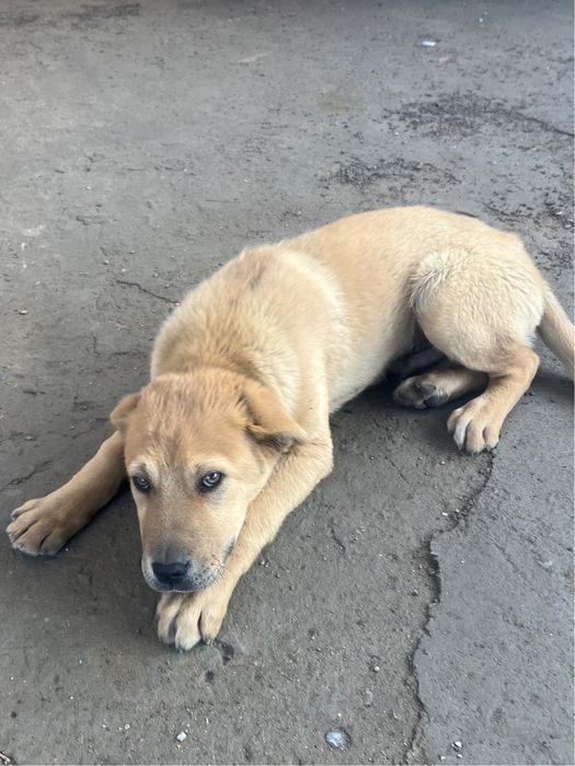 Отдам щенка бесплатно. Шымкент