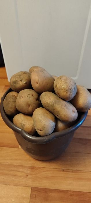 Продам дачный картофель