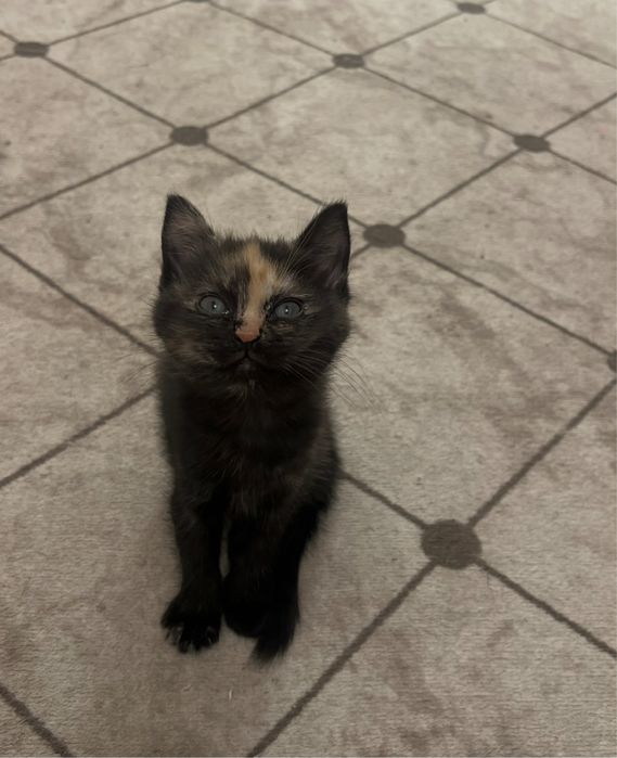 черный котенок шиншилла