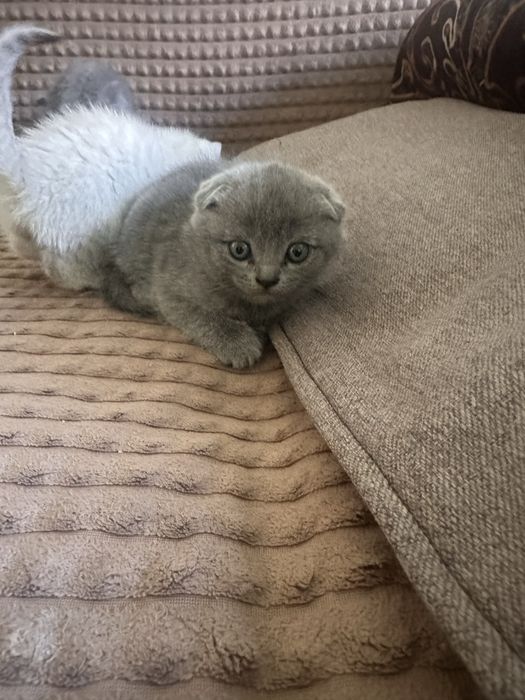 Продам породистых котят