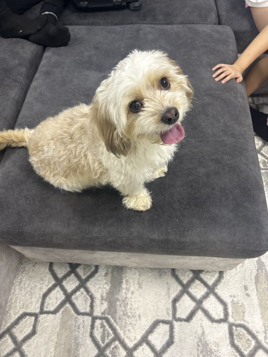 Мальтипу помесь с пудель мальчик