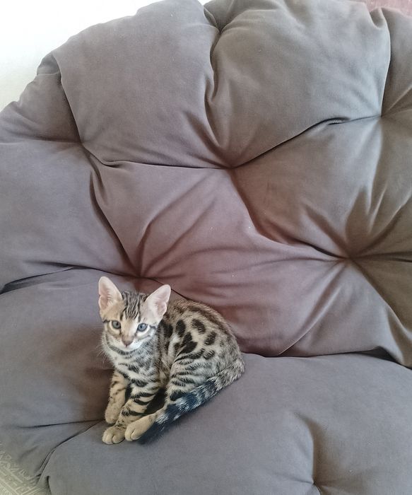 Бенгальские котята