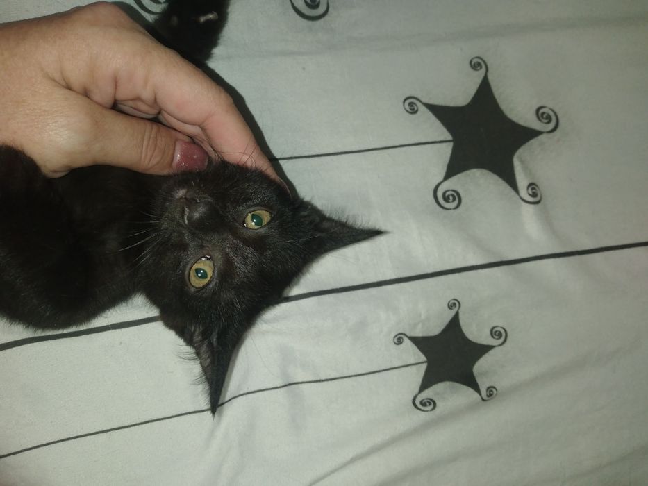 Ищут свой дом милые котята