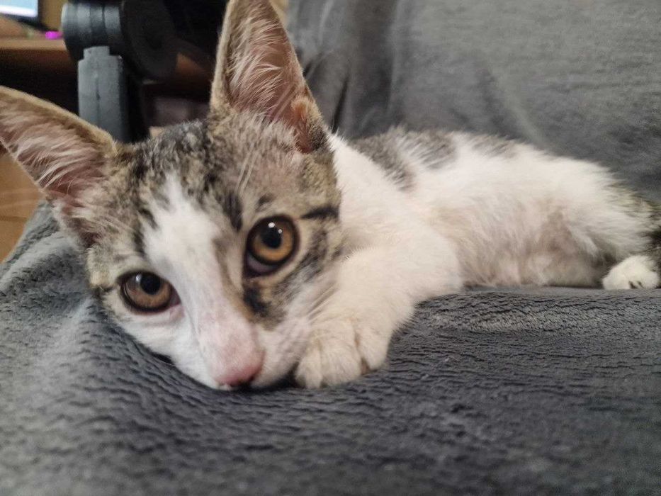 Puiut motan adorabil pentru adoptie
