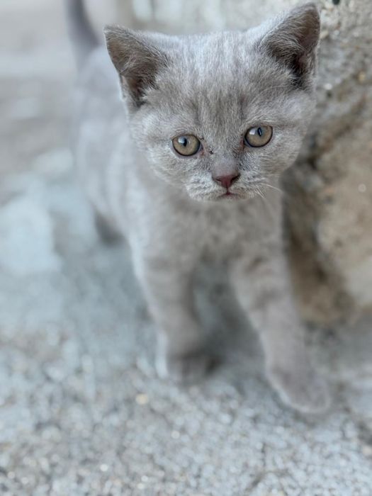 Продаю 4х котят.