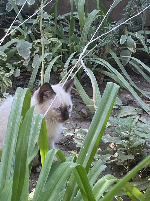 Отдам в добрые руки двух котят-близнецов