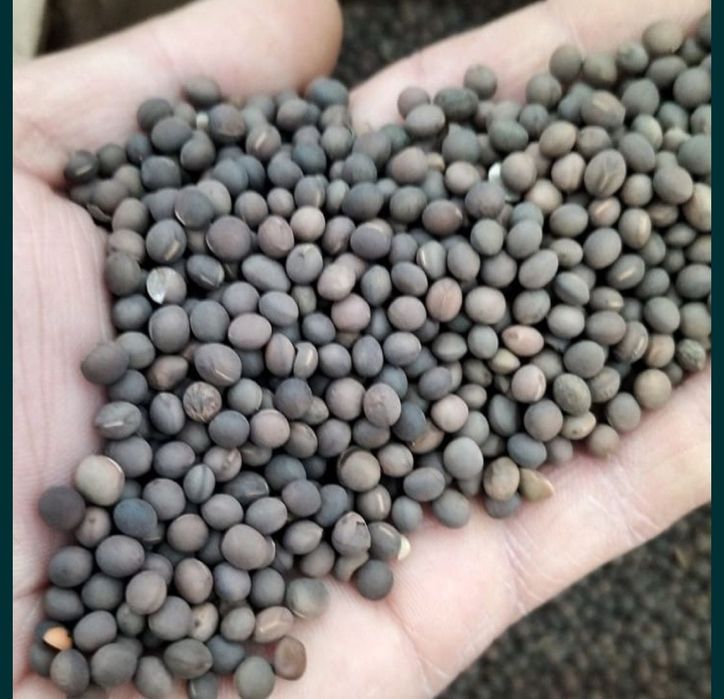 Samanta Măzăriche de primăvară recolta 2025 la sac 25 kg