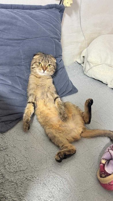 Отдам кошку в хорошие руки