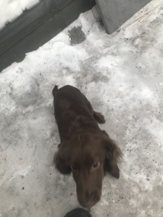 Спаниель шоколадная девочка