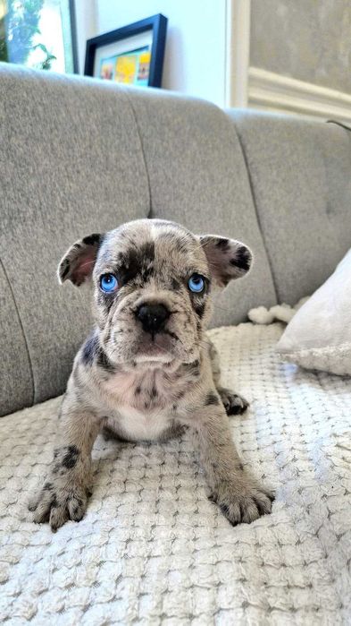 Bulldog Francez Blue merle Husky eyes