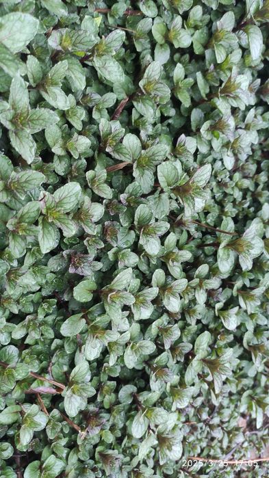 Перечная мята, душистая смородина сорт киргизия