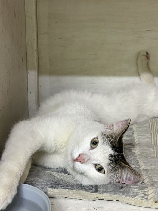 Кот Степа в добрые руки