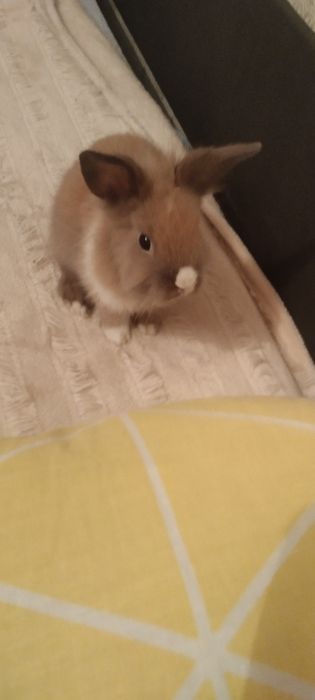 Продам кролика с клеткой