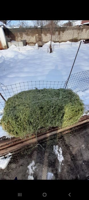 Жоңышқа сатылады