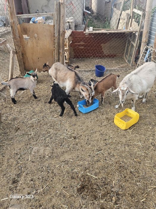 Сүтті ешкілер сатылымда