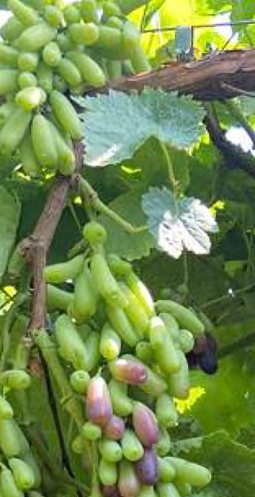 Butași de vie halloween