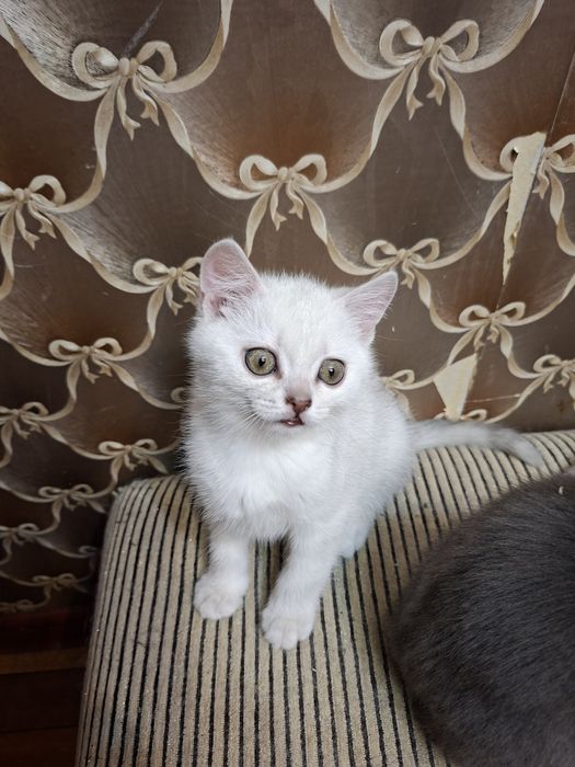 Котята шотландцы