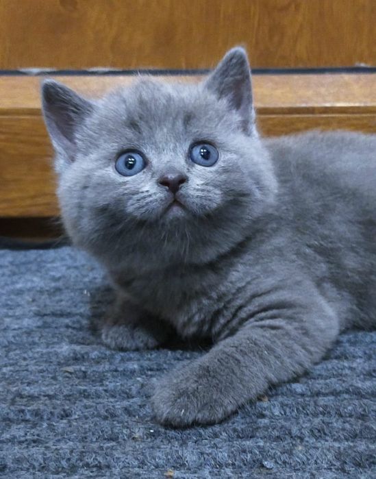 Чистокровные Британцы.