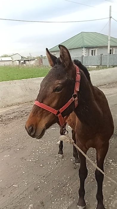 Тай сатылады 10 ай