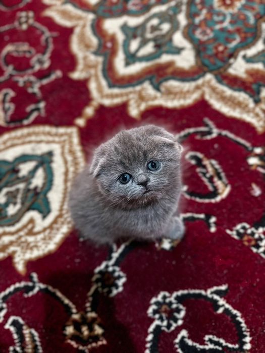 Scottish fold 1 dona tug'ulgan