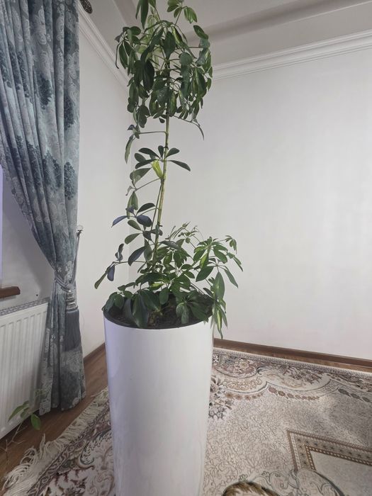 Шефлера и Замиакулькас комнатные цветы