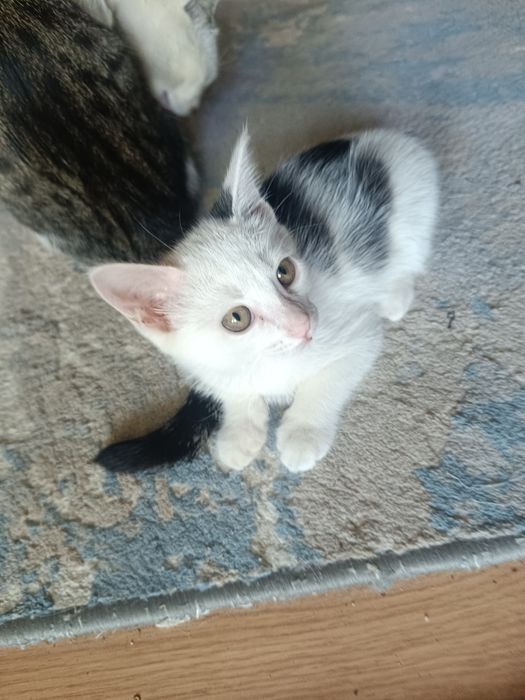 Мыргаулар, котята
