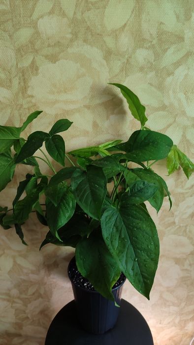 Цветок для офиса