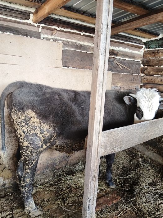 Продам быка на мясо