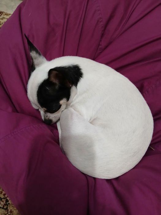 Животные. Вязка Чихуахуа