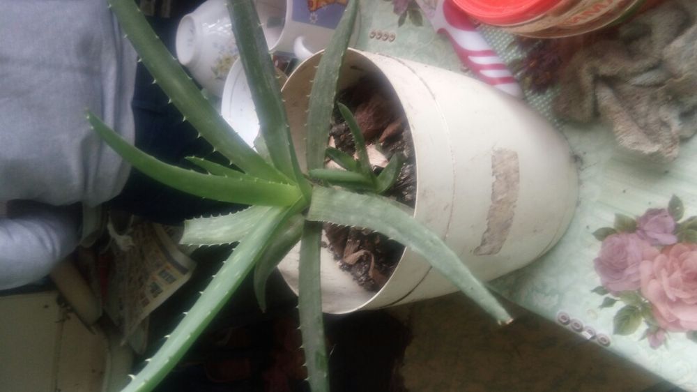 Алоя лечебная