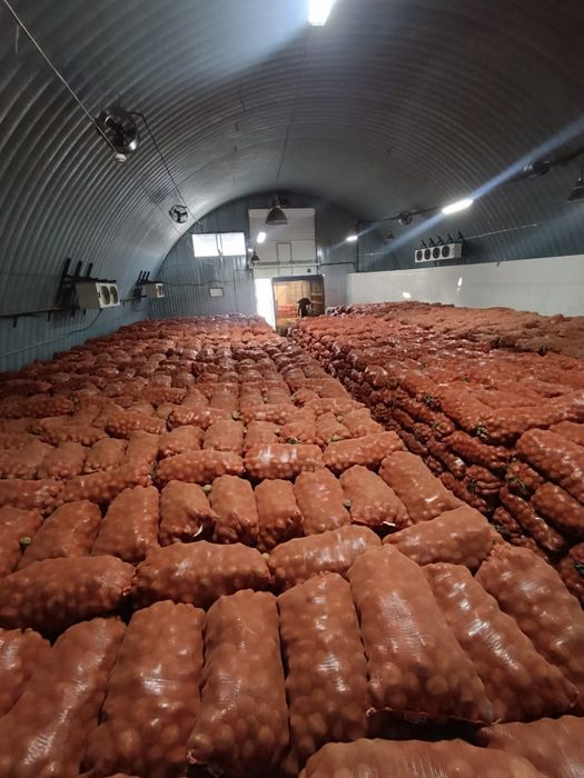 Картошка одборны