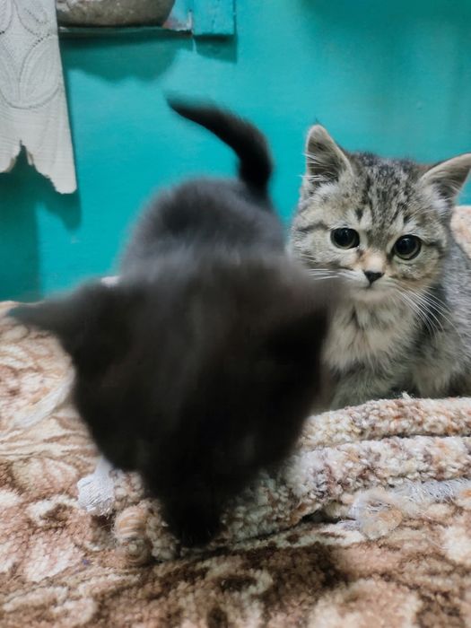 Очаровательные девчонки