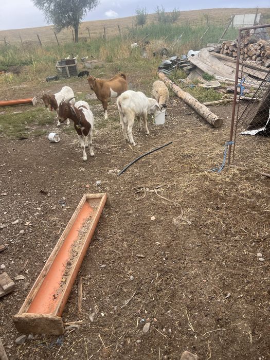 Vand doi tapi  buni de tinut sau schimb cu oi