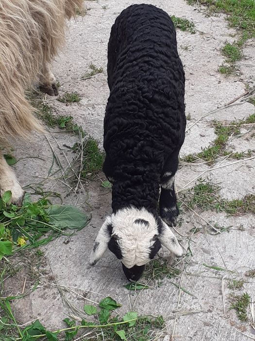 Vând oaie țurcană tânără și bună de lapte