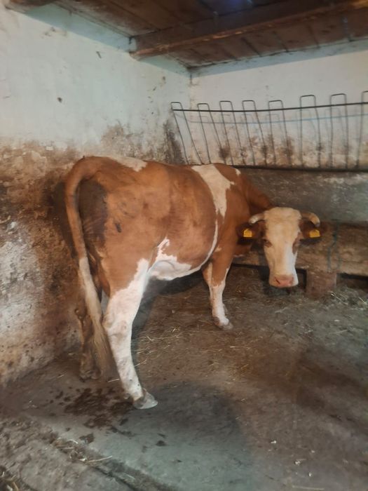 Vaca 7 - 8 ani blândă
