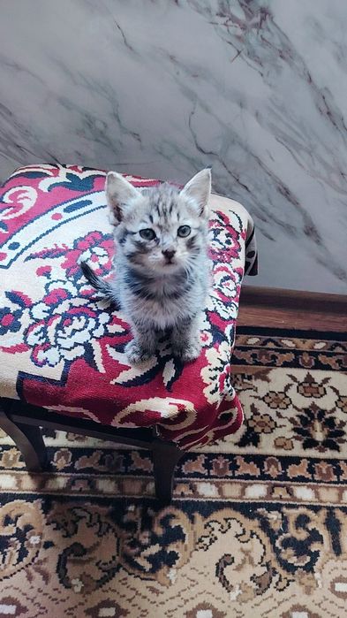 Отдам котёнка в хорошие руки, очень ласковая