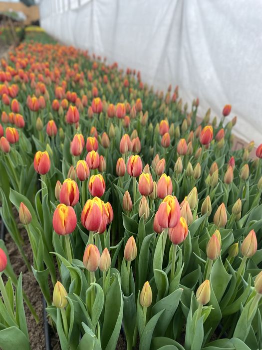 Бомбические Тюльпаны , оптом с теплицы