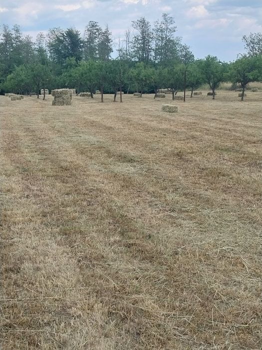 Vând baloti de fân de grădină