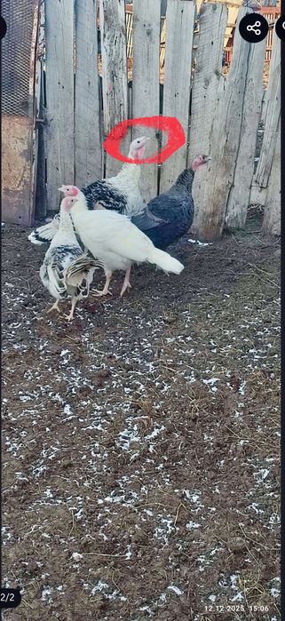 Обменяю, индюка самец.